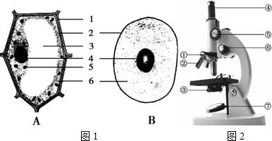 如圖1為細(xì)胞結(jié)構(gòu)和圖2為顯微鏡結(jié)構(gòu)示意圖,請(qǐng)據(jù)圖回答 1 制作人口腔上皮細(xì)胞臨時(shí)裝片時(shí),在載玻片上